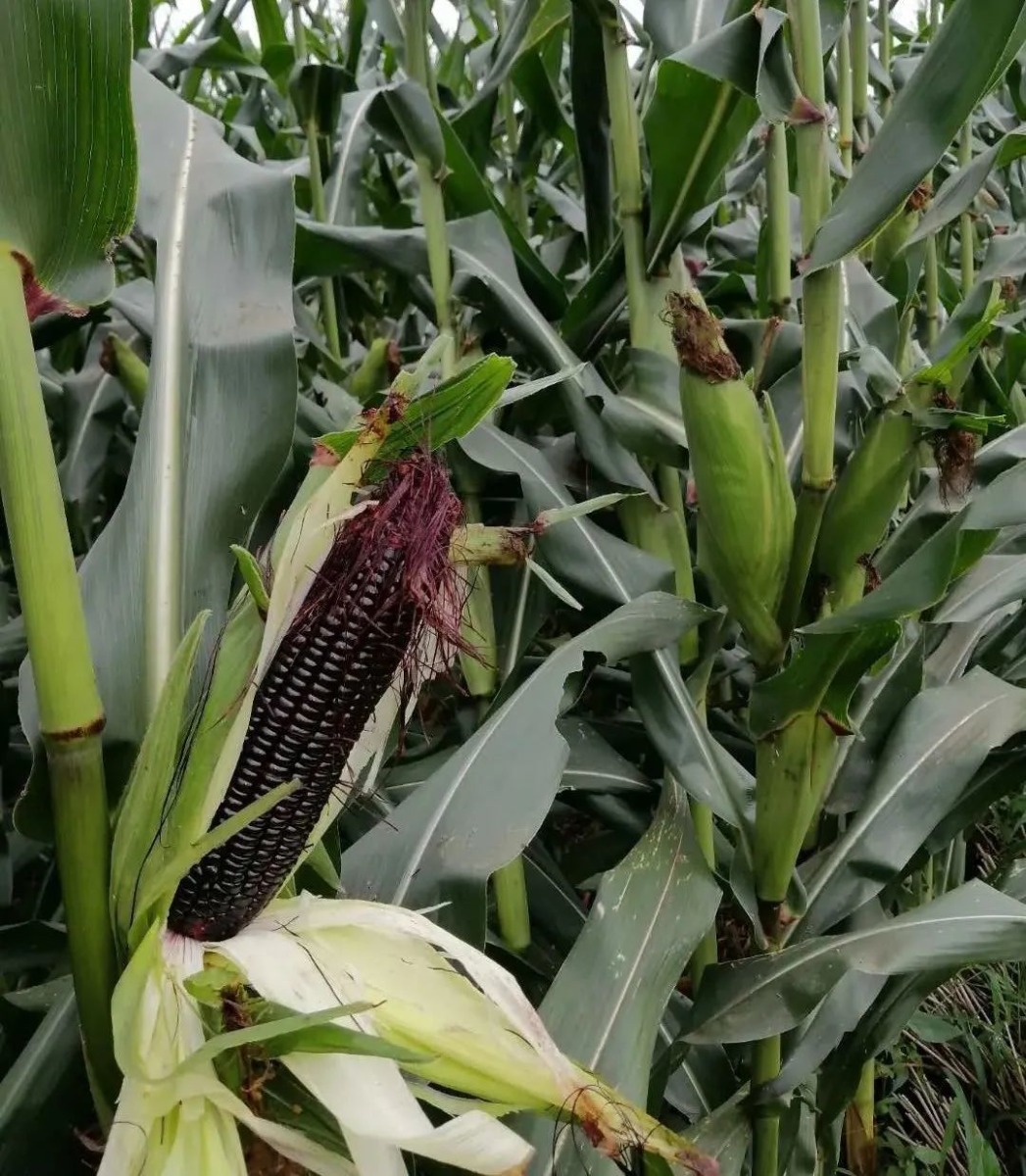 Fresh Purple Glutinous corn 5pcs