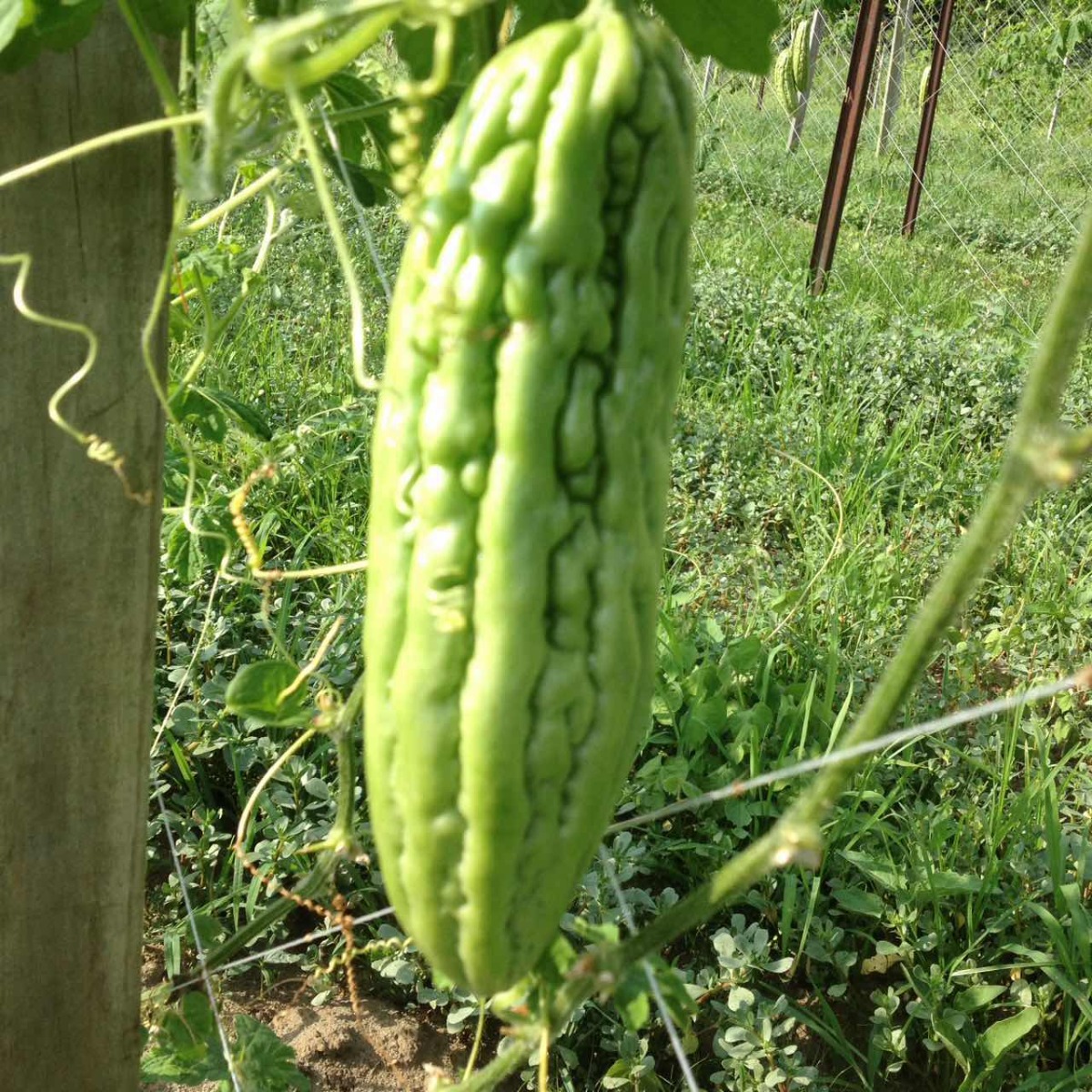 Fresh Bitter melon