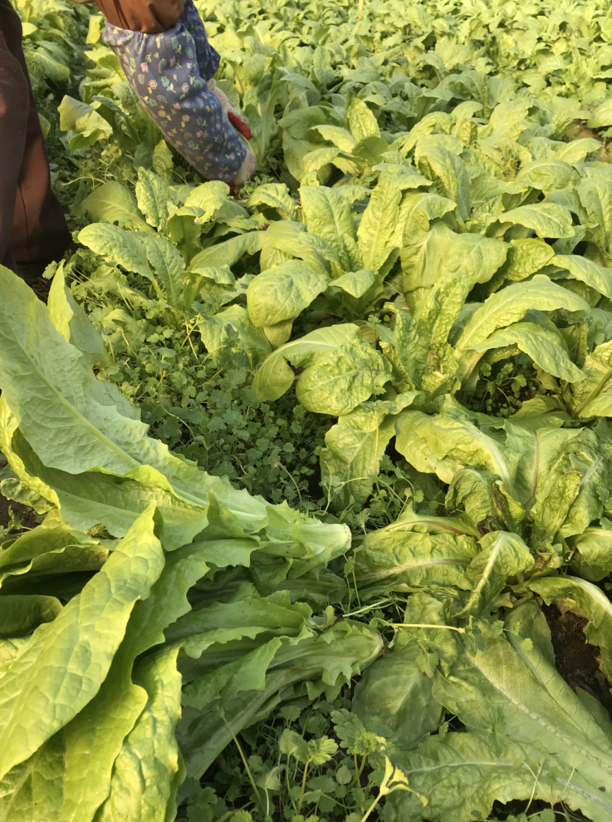 AA Lettuce