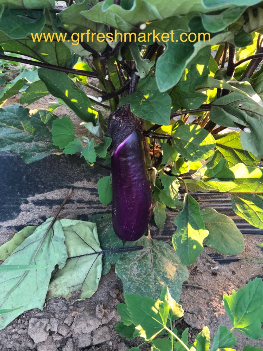 Eggplant 2Ibs