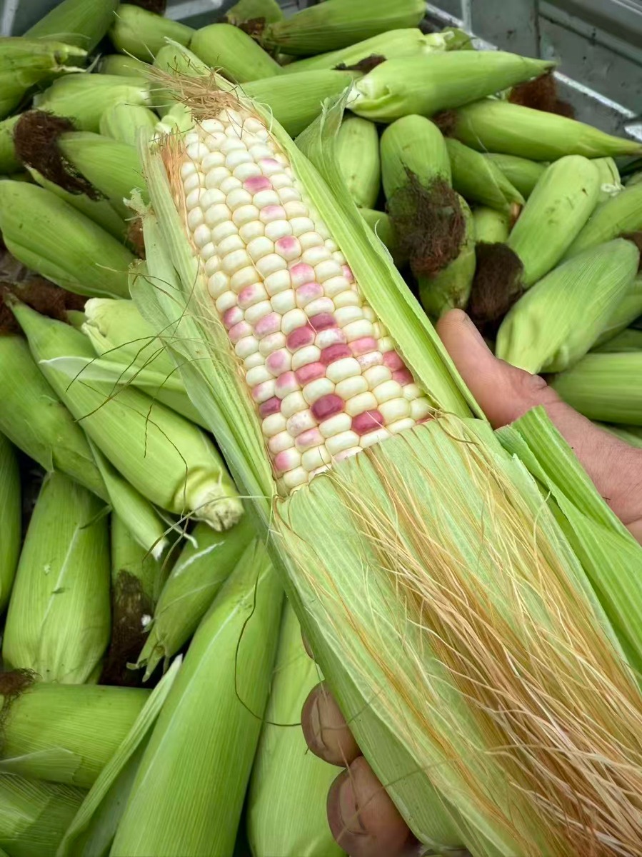 Fresh Colores Waxy Corn 5pcs