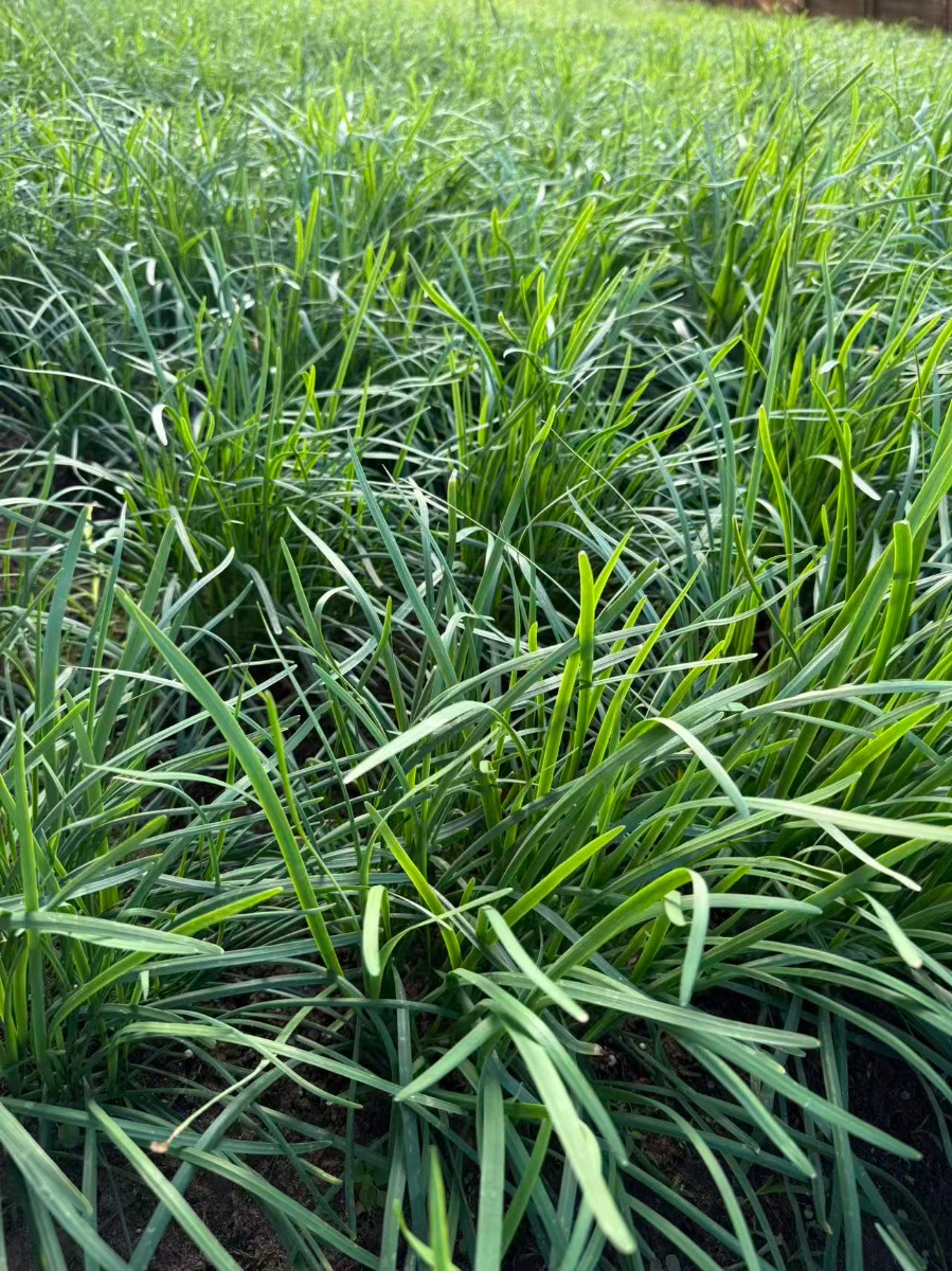 Freshcut Leek 1.5lb