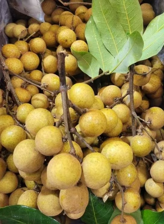 Fresh  Florida longan 2Ibs 
