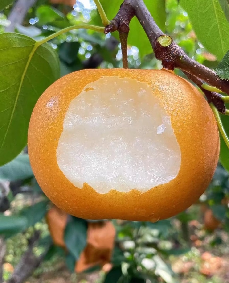 Qiuyue pear 5Ibs