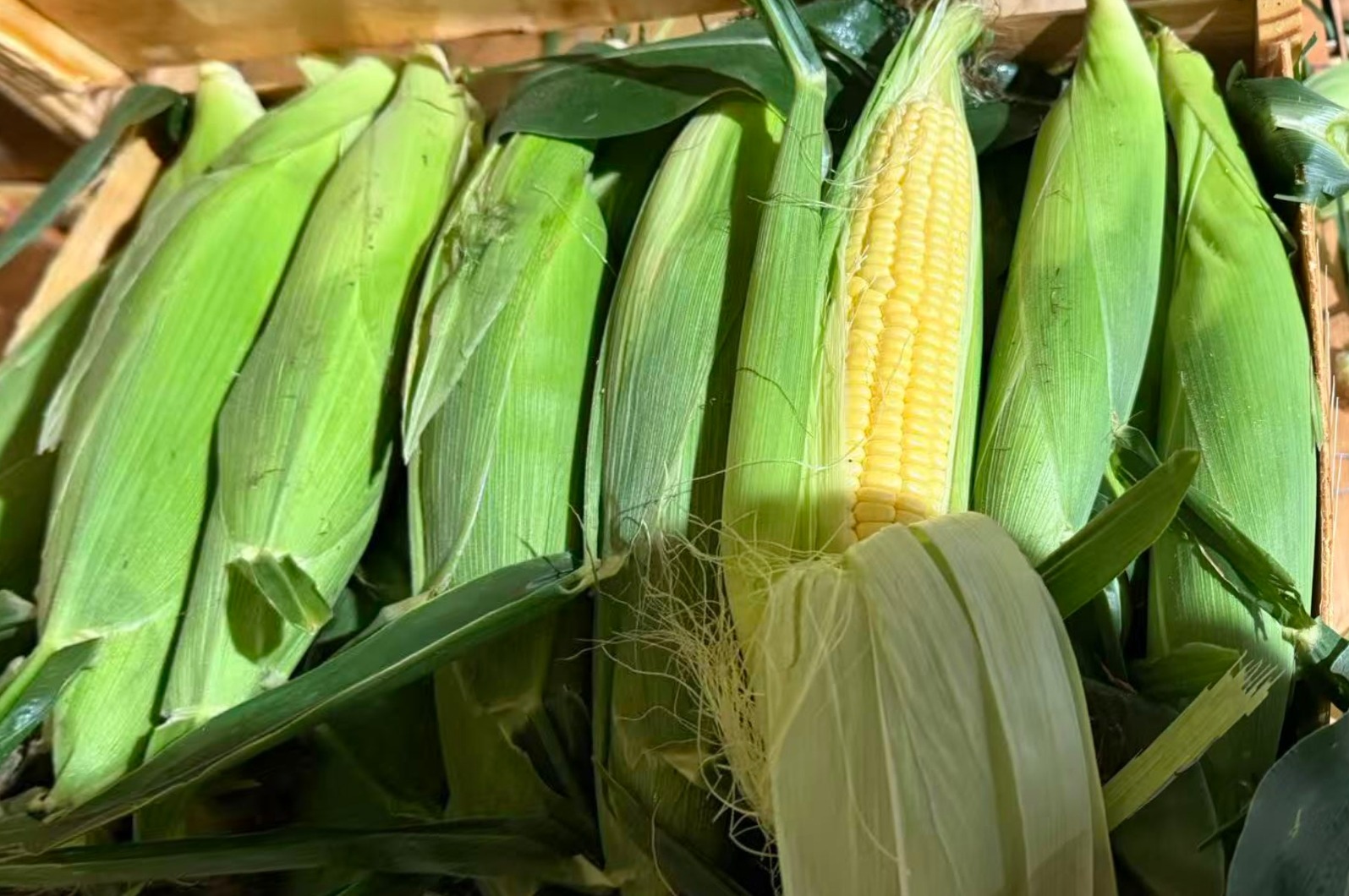 Fresh Sweet Corn 5pcs