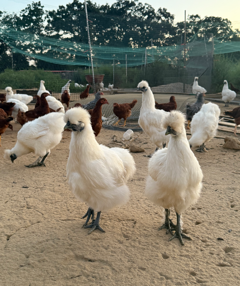 Mars organic farm  Free-range Silkie chicken 