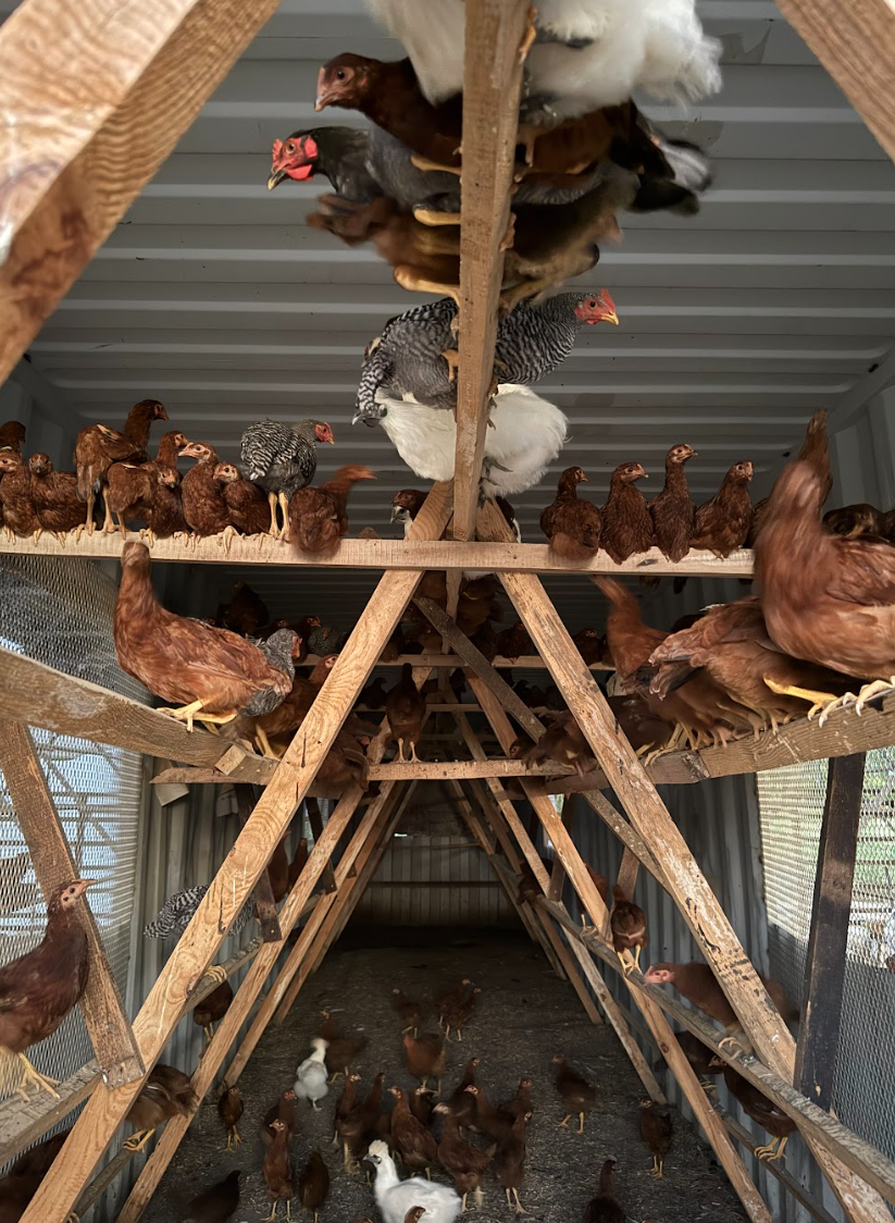 Mars organic farm  Free-range farm chicken 