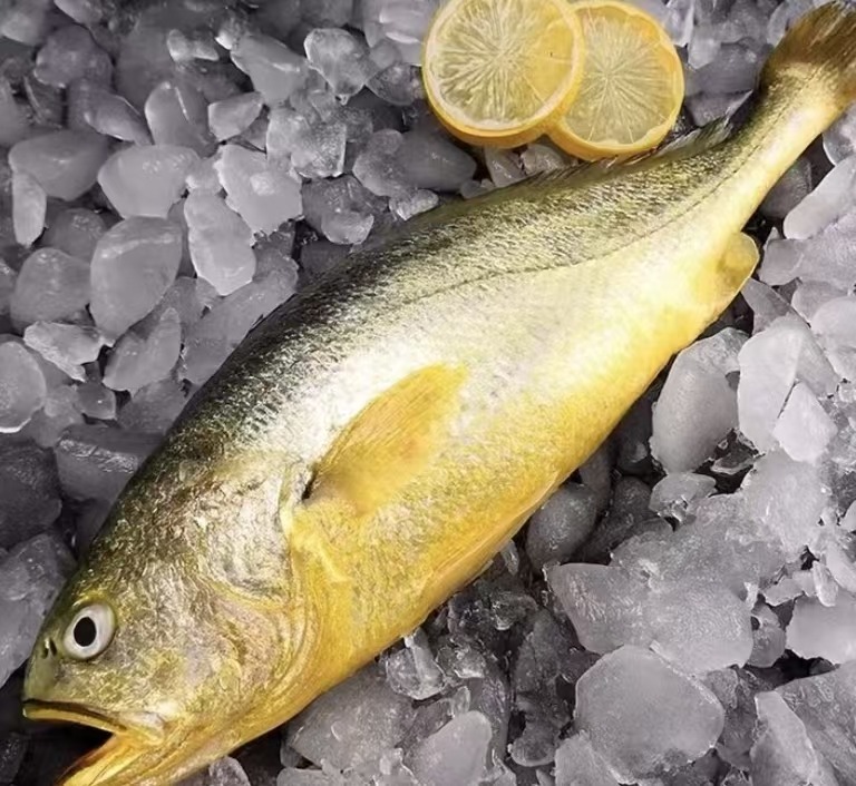 Yello Croaker 2pcs
