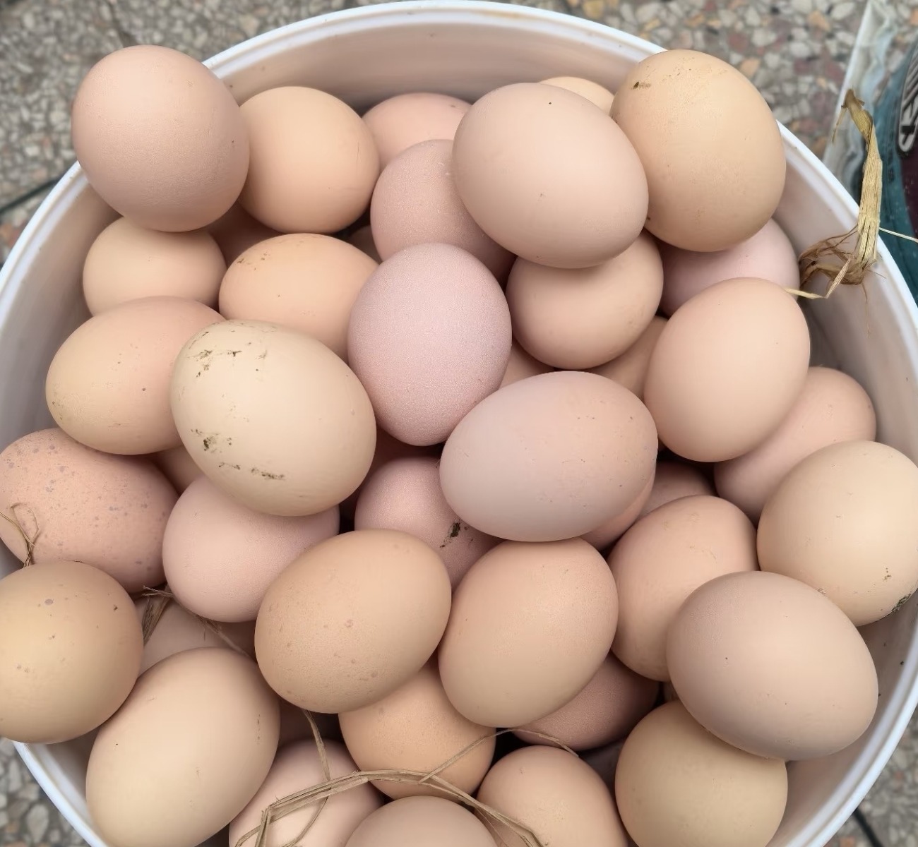 GRfresh farms free range eggs 12pcs