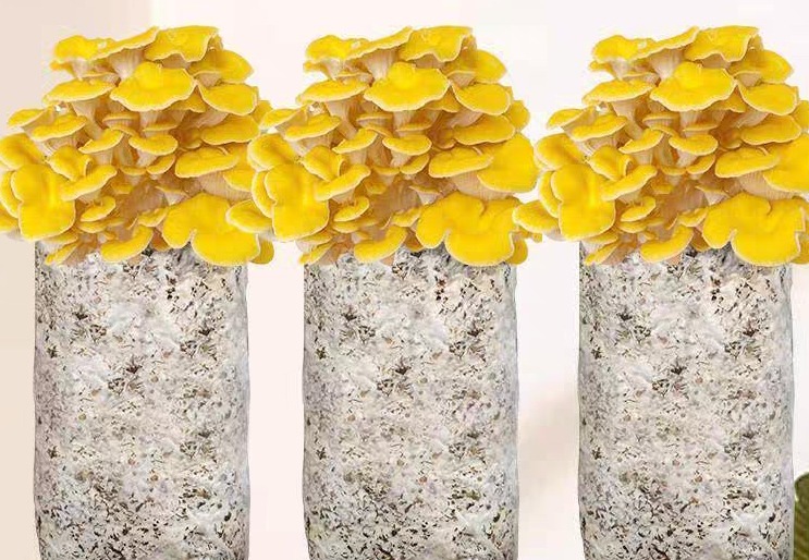 Organic Oyster Mushroom log with Mushroom