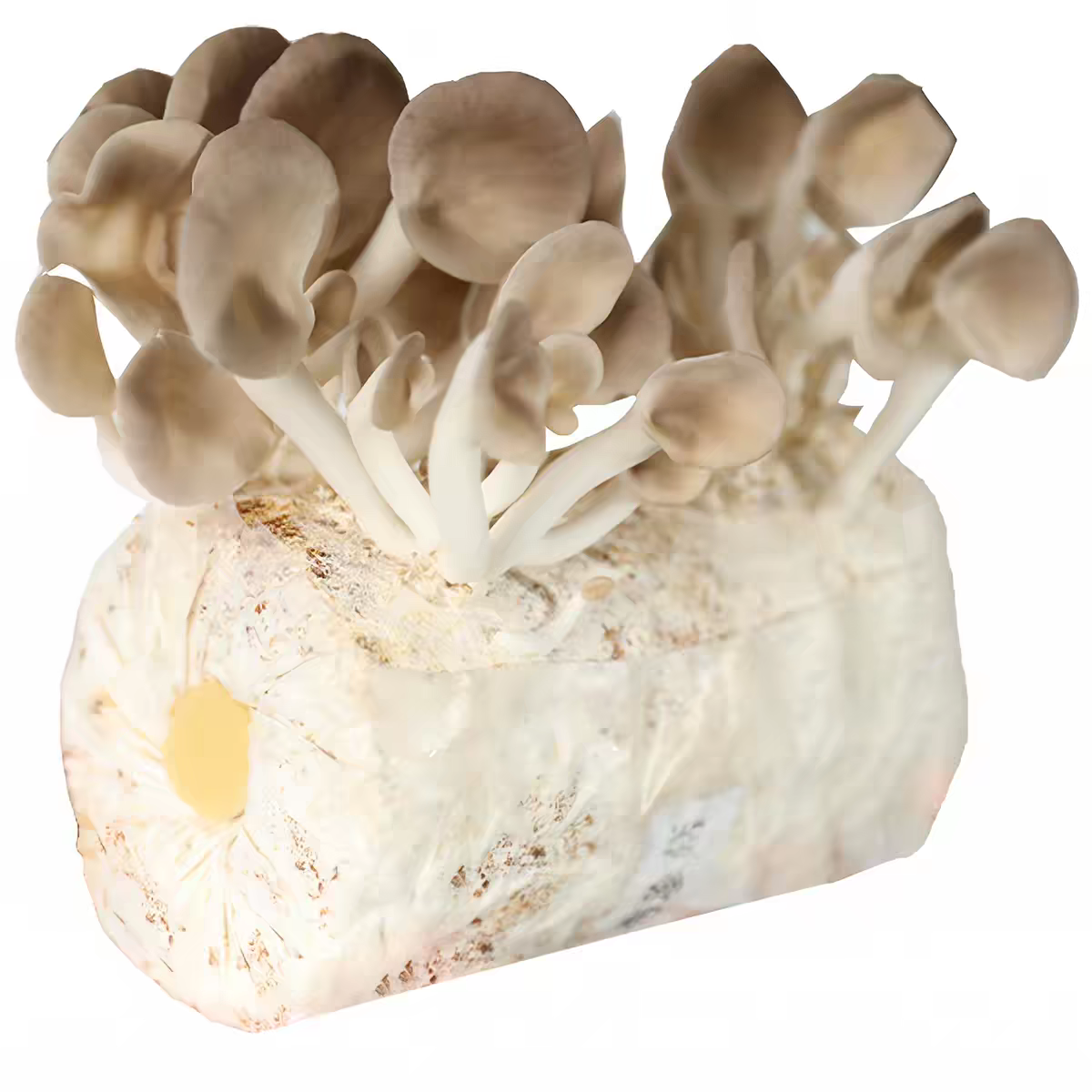 Organic Oyster Mushroom log with Mushrooms