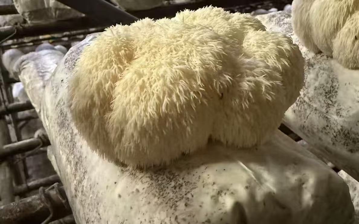 Organic Lion's Mane Mushroom log with Mushrooms