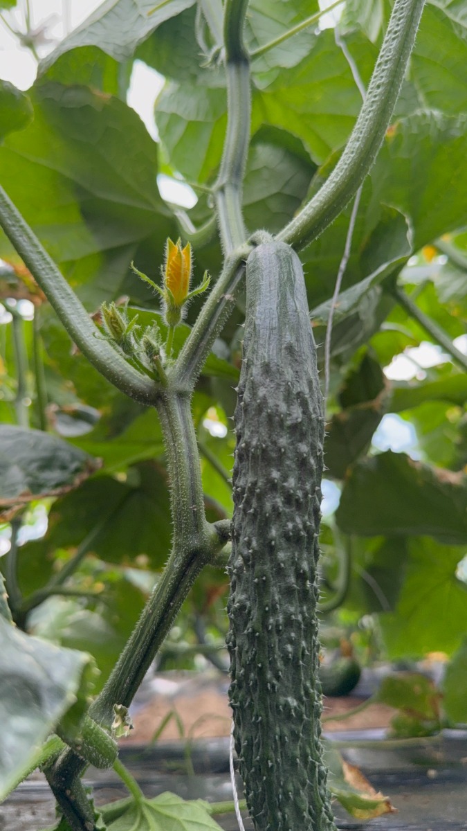 Tianjin Cumcumber