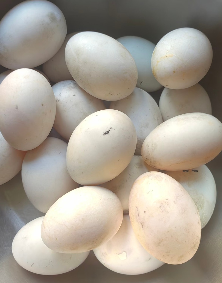 Mars organic farm Raw Salted Duck Eggs 6pcs
