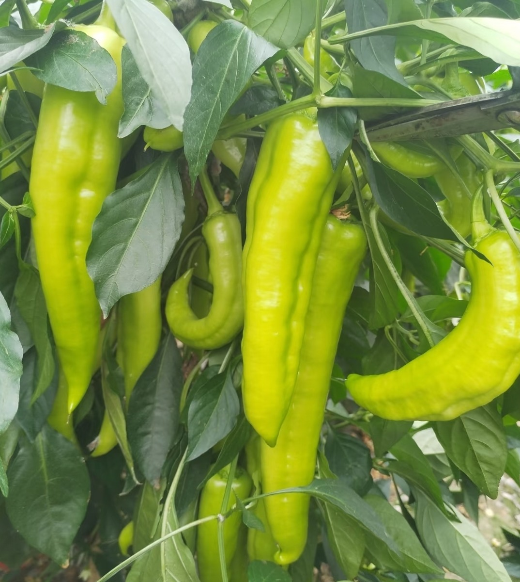 Cayenne pepper