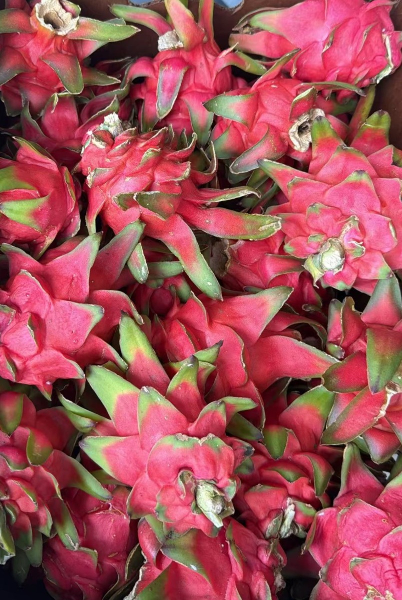 Red Fleshed Dragon fruit 3Ibs