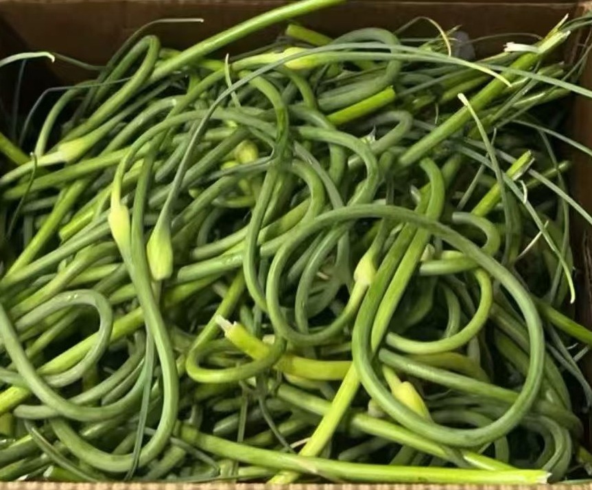 Fresh  Garlic scapes