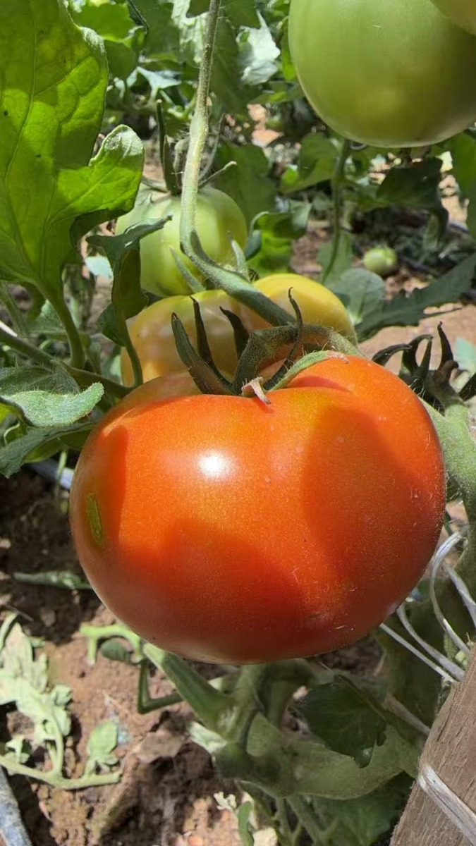 Fresh  tomatoes