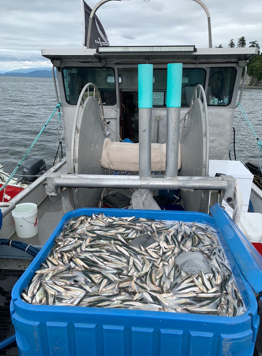 Female Capelin with Roe 2Ibs