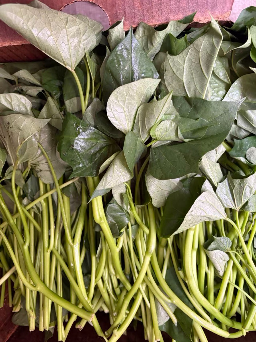 Fresh  Sweet potato leaves 1.5Ibs