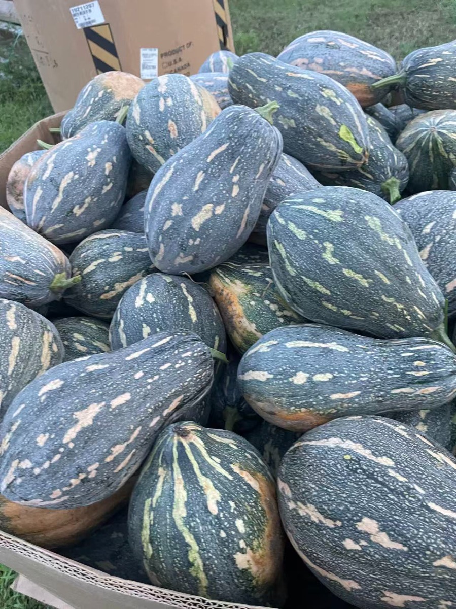 Taro Pumpkin 4Ibs/1pcs