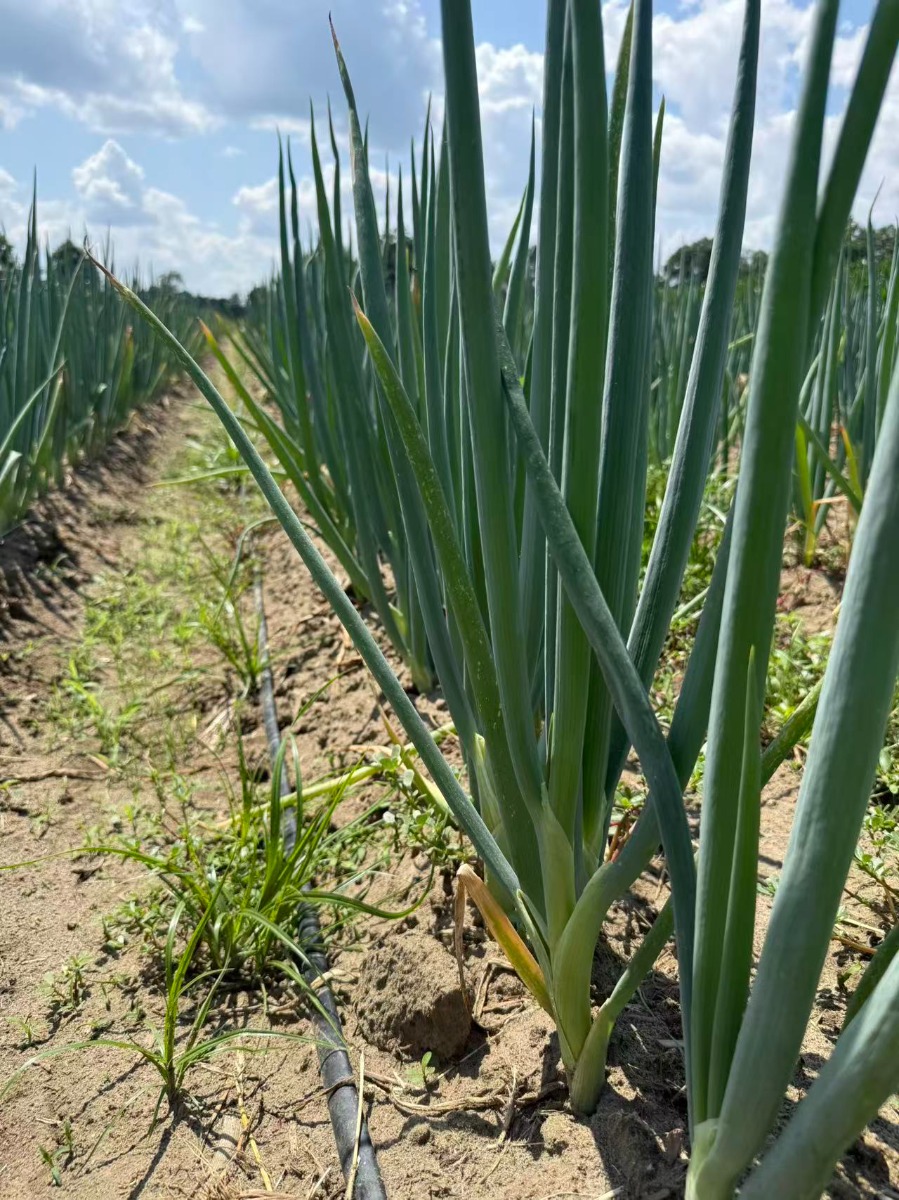 Shandong Onion 1Ibs