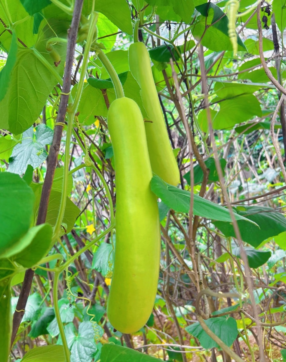 Fresh Bottle gourd 2-2.3Ibs 