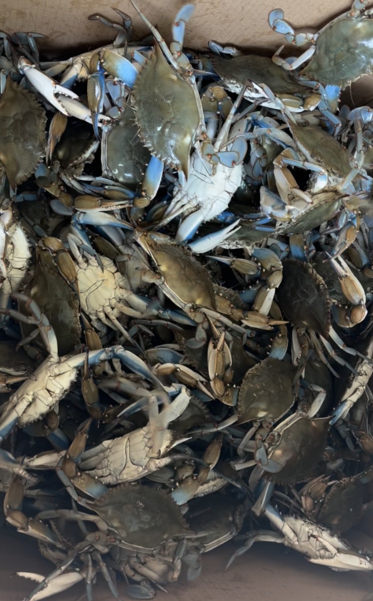Live Maryland Blue Crabs 8pcs