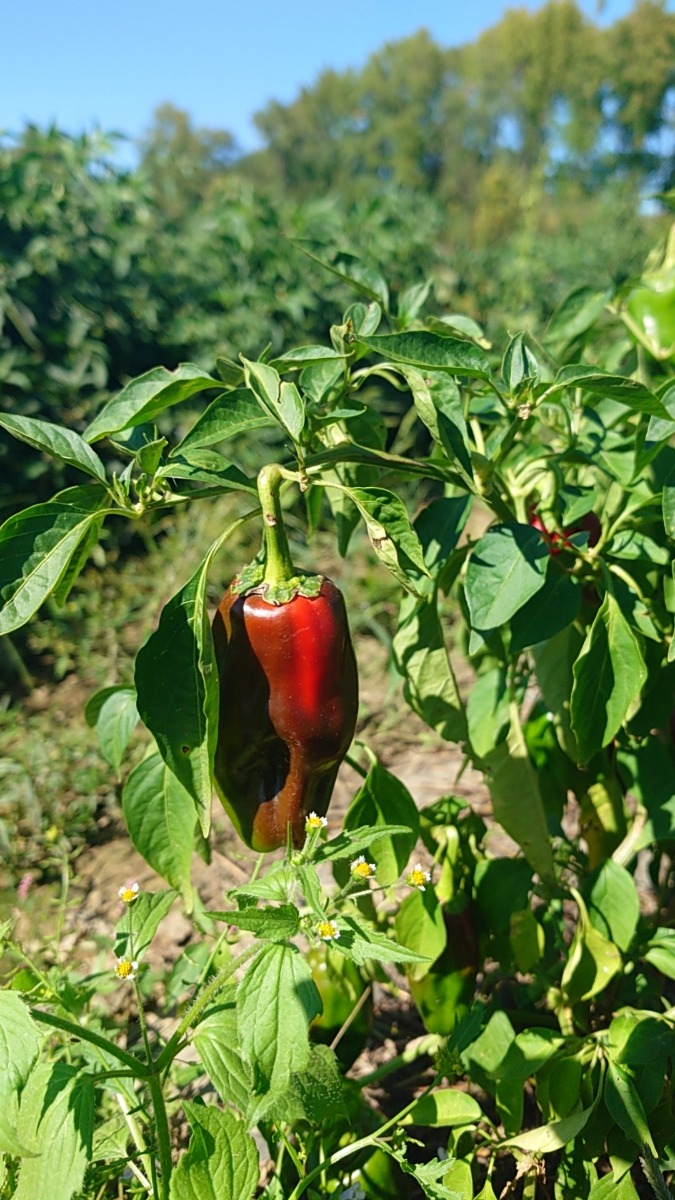 Cayenne red papper 1Ib