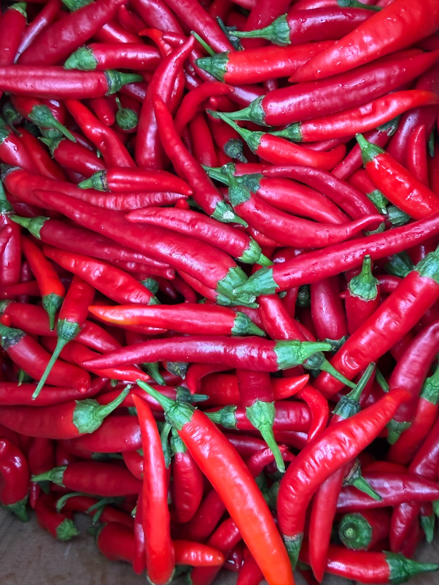 Bird's Eye Chili 1Ibs