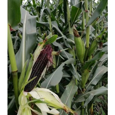 Fresh Purple Glutinous corn 5pcs