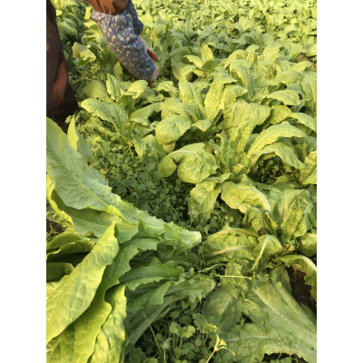 AA Lettuce