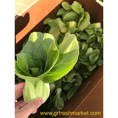 Shanghai Bok Choy 2Ibs