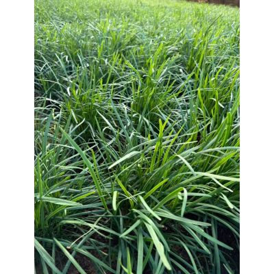 Freshcut Leek 1.5lb