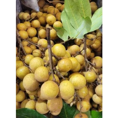 Fresh  Florida longan 2Ibs 