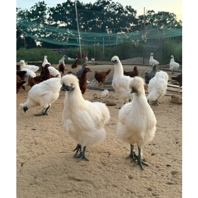 Mars organic farm  Free-range Silkie chicken 