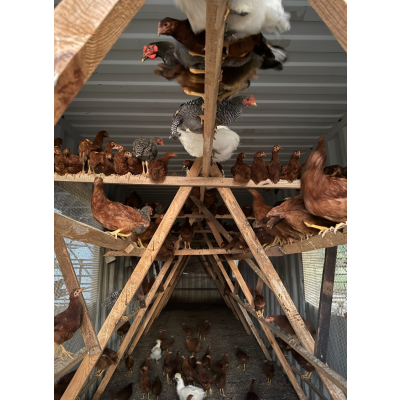 Mars organic farm  Free-range farm chicken 