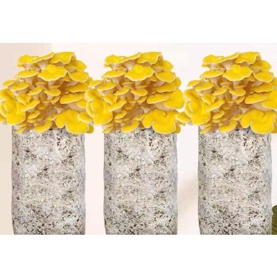 Organic Oyster Mushroom log with Mushroom