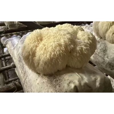 Organic Lion's Mane Mushroom log with Mushrooms