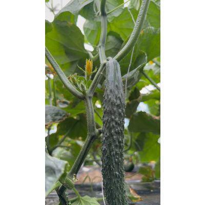 Tianjin Cumcumber