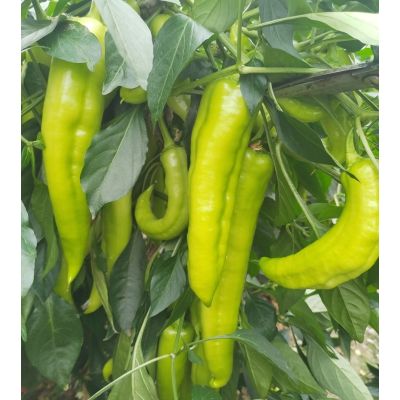 Cayenne pepper