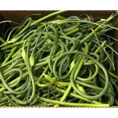 Fresh  Garlic scapes