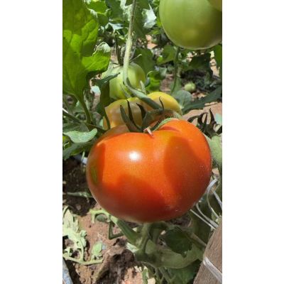 Fresh  tomatoes