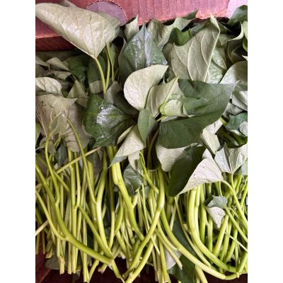 Fresh  Sweet potato leaves 1.5Ibs