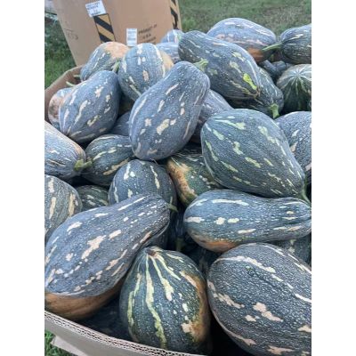 Taro Pumpkin 4Ibs/1pcs