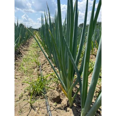 Shandong Onion 1Ibs