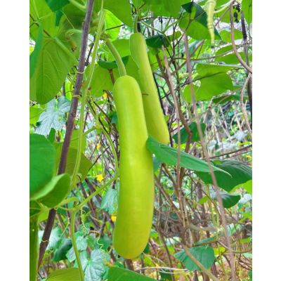 Fresh Bottle gourd 2-2.3Ibs 