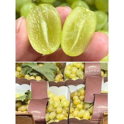 Sunview Green Seedless Grapes 1Ib