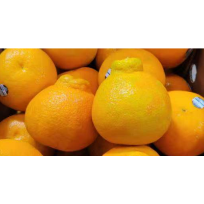 Fresh  Honey orange 3Ibs
