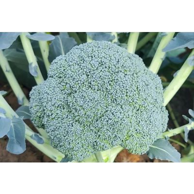 Broccoli